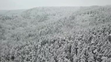 Kış ormanının hava fotoğrafçılığı. Karla kaplı uzun çam ağaçları