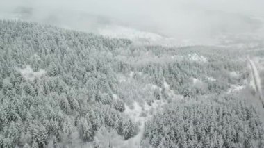 Kış ormanının hava fotoğrafçılığı. Karla kaplı uzun çam ağaçları