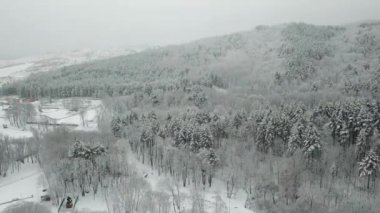 Kış ormanının hava fotoğrafçılığı. Karla kaplı uzun çam ağaçları