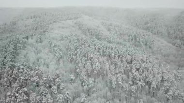 Kış ormanının hava fotoğrafçılığı. Karla kaplı uzun çam ağaçları