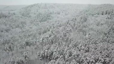 Kış ormanının hava fotoğrafçılığı. Karla kaplı uzun çam ağaçları