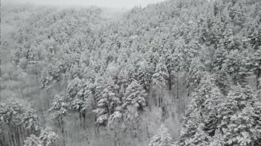 Kış ormanının hava fotoğrafçılığı. Karla kaplı uzun çam ağaçları