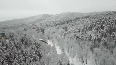 Kış ormanının hava fotoğrafçılığı. Karla kaplı uzun çam ağaçları