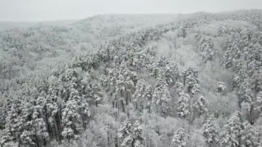 Kış ormanının hava fotoğrafçılığı. Karla kaplı uzun çam ağaçları