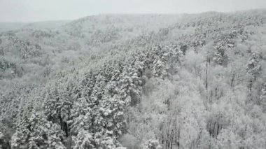 Kış ormanının hava fotoğrafçılığı. Karla kaplı uzun çam ağaçları