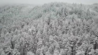Kış ormanının hava fotoğrafçılığı. Karla kaplı uzun çam ağaçları