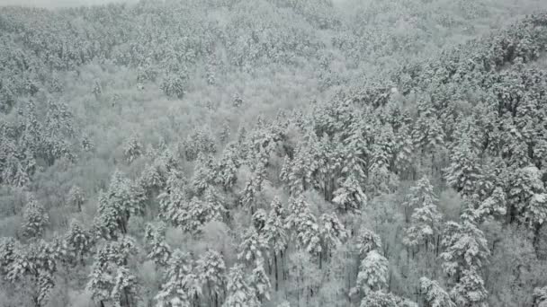 Fotografia lotnicza zimowego lasu. Wysokie sosny pokryte śniegiem — Wideo stockowe