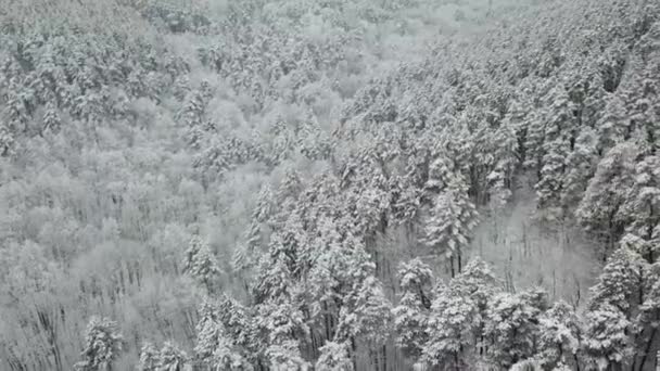 Fotografia aérea da floresta de inverno. Pinhais altos cobertos de neve — Vídeo de Stock