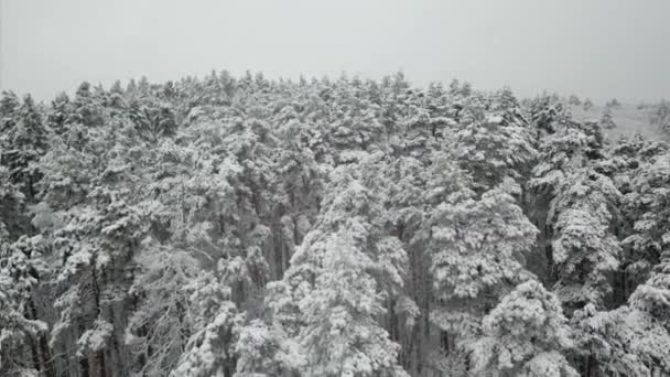 Aerial photography of the winter forest. Tall pine trees covered with snow — Stockvideo
