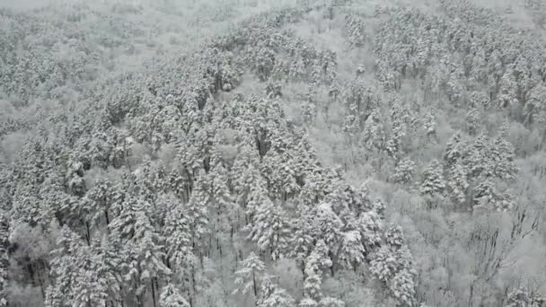 Fotografía aérea del bosque invernal. Pinos altos cubiertos de nieve — Vídeos de Stock