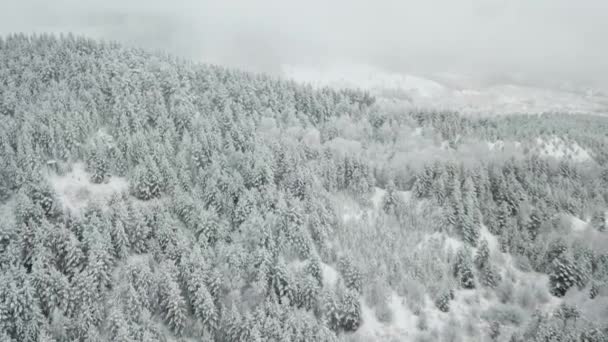 Fotografi udara dari hutan musim dingin. Pohon pinus tinggi ditutupi dengan salju — Stok Video