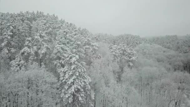 冬の森の空中写真。雪に覆われた背の高い松 — ストック動画