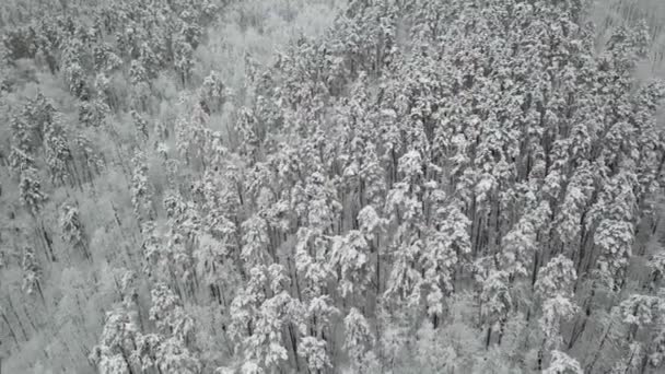 Aerial photography of the winter forest. Tall pine trees covered with snow — 图库视频影像