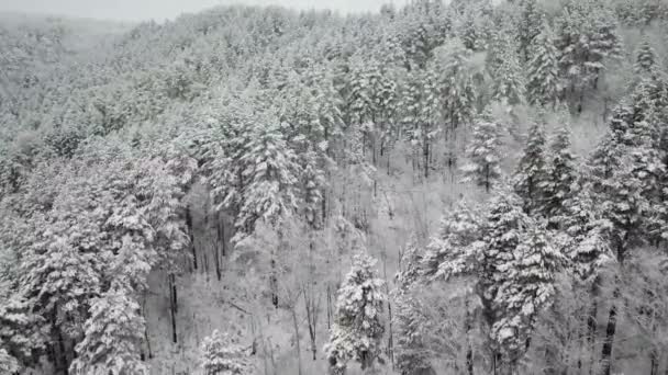 Fotografía aérea del bosque invernal. Pinos altos cubiertos de nieve — Vídeos de Stock