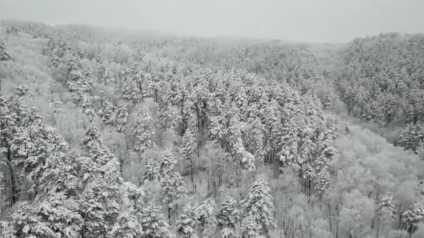 Αεροφωτογραφία του χειμερινού δάσους. Ψηλά πεύκα καλυμμένα με χιόνι — Αρχείο Βίντεο
