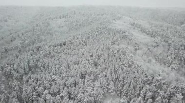 Kış ormanının hava fotoğrafçılığı. Karla kaplı uzun çam ağaçları