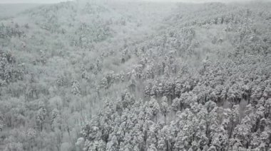 Kış ormanının hava fotoğrafçılığı. Karla kaplı uzun çam ağaçları