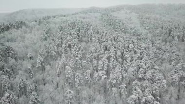 Kış ormanının hava fotoğrafçılığı. Karla kaplı uzun çam ağaçları