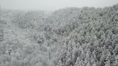 Kış ormanının hava fotoğrafçılığı. Karla kaplı uzun çam ağaçları