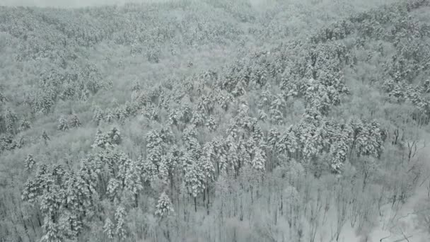 冬の森の空中写真。雪に覆われた背の高い松 — ストック動画