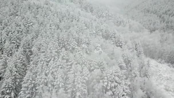Fotografía aérea del bosque invernal. Pinos altos cubiertos de nieve — Vídeos de Stock
