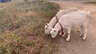 Sahibinin tasmasındaki yerli kara keçi çayırda yürüyor.