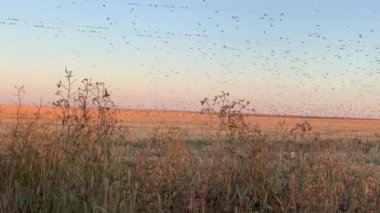 Birçok kuş tarlanın üzerinde uçar ve kablolar üzerine iner.