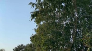 Güneşli bir günde büyük bir huş ağacının tacı ve gökyüzü