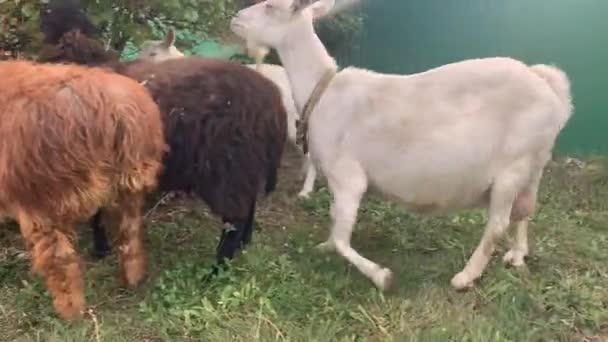 Svart get i koppel på ägaren går på ängen — Stockvideo