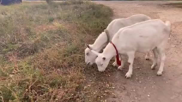 Домашня чорна коза на повідку власника гуляє на лузі — стокове відео