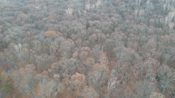 Fotografia lotnicza zielonego lasu i pola latem w słoneczny dzień — Wideo stockowe