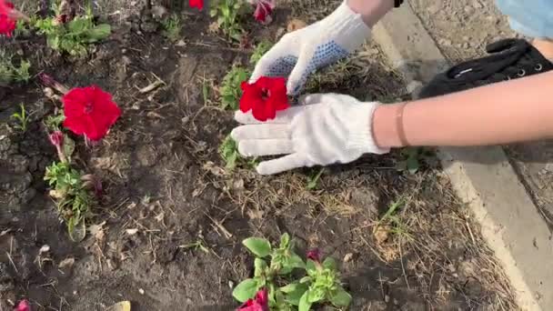 Jovem em luvas de tecido e jeans cuidando de flores em um canteiro de flores da cidade — Vídeo de Stock