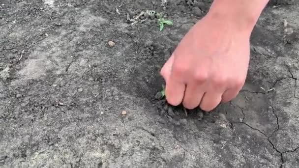 Рука крупным планом вытаскивает сорняки из чернозёмной земли — стоковое видео