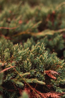 Çiçek desenli kozalaklı bahçe arka planı yakın plan.