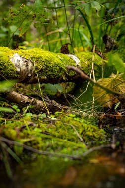 Yosun içinde devrilmiş huş ağacı olan orman manzarası. Yüksek kalite fotoğraf