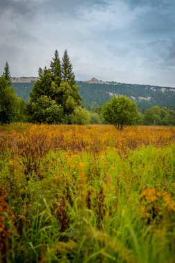 Mavi gökyüzünün altında, arka planda dağ olan yeşil ağaçlı çayır. Yüksek kalite fotoğraf
