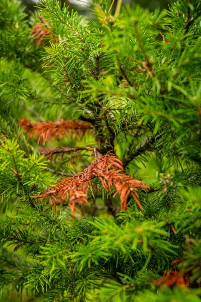 针叶树的棕枝和绿枝的特写 高质量的照片 — 图库照片