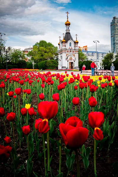 St. Catherine, Yekaterinburg kilisesinin önündeki kırmızı ve sarı laleler. Yüksek kalite fotoğraf
