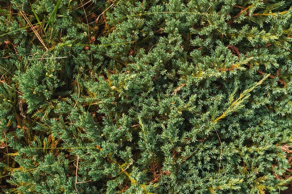 Kwiat Teksturowane Conifer Tło Widok Góry Dół Wysokiej Jakości Zdjęcie — Zdjęcie stockowe