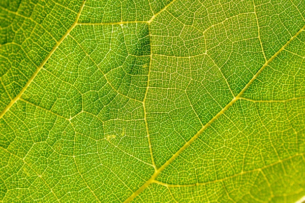 Textura Cerca Hoja Verde Fresca Foto Alta Calidad Imagen De Stock