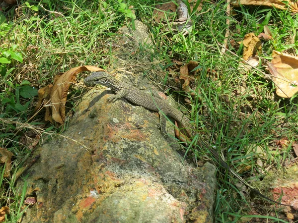 Варан-ящерица в траве, Шри-Ланка — стоковое фото