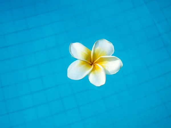 Yüzme havuzunda yüzen beyaz tropikal frangipani çiçek — Stok fotoğraf