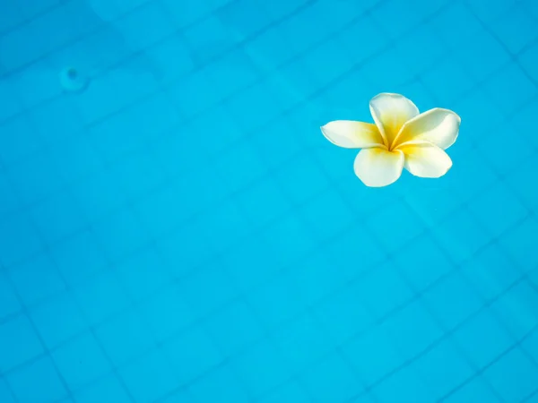 Flor frangipani tropical blanca flotando en la piscina — Foto de Stock