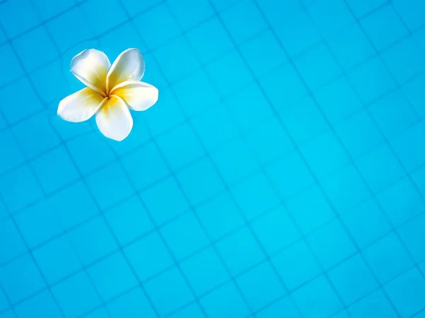 Yüzme havuzunda yüzen beyaz tropikal frangipani çiçek — Stok fotoğraf