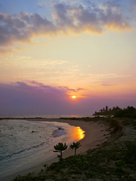 Baía do pôr do sol com plantas e sol, Kamburugamuwa, Sri Lanka — Fotografia de Stock