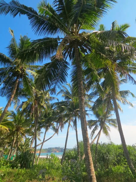 Palmeras de coco en la bahía de Weligama, Sri Lanka — Foto de Stock