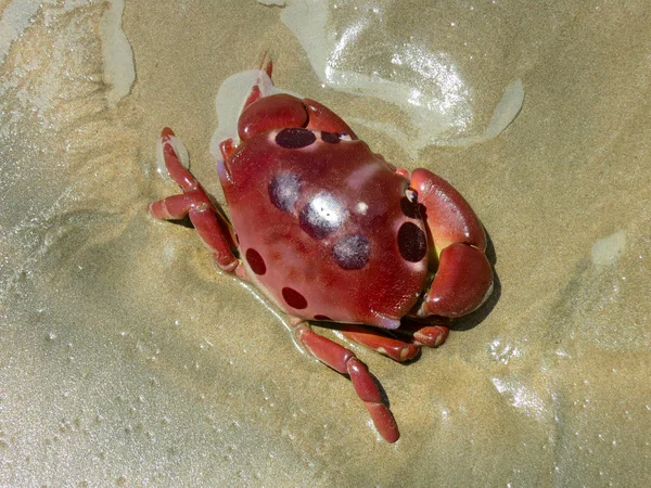 Rote tropische Krabbe auf nassem Sand — Stockfoto