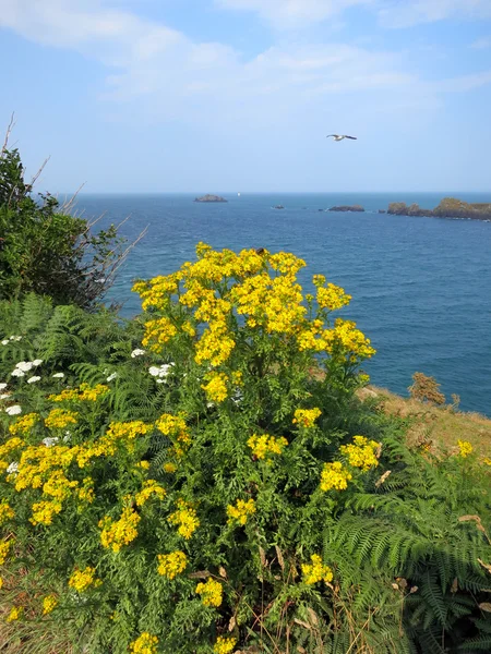 Fleurs jaunes au prix de l'océan en Bretagne, France . — Photo