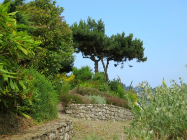 Ağaç okyanusa doğru yolda. Brittany, Fransa