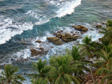 Palm trees at the ocean coast, top view. Sri-Lanka